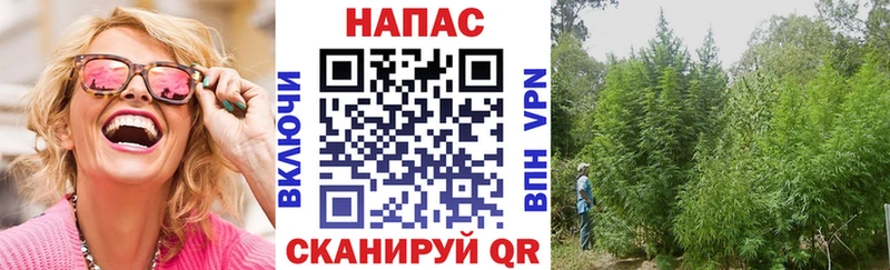 Конопля сатива Геленджик